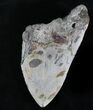 Partial Megalodon Tooth - North Carolina #28506-1